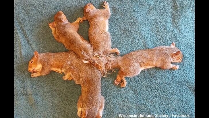 'Squirrel King' Saved in Wisconsin