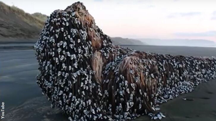 Odd Barnacle-Covered Object Washes Ashore in NZ