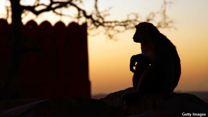 Strange Monkey Mystery Grips Texas City