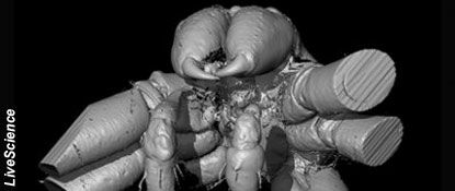 49-Million-Year-Old Spider Revealed