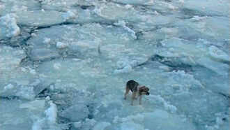 Dog Rescued from Ice Floe