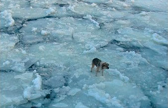 Dog Rescued from Ice Floe