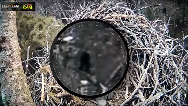 Bigfoot Sighted on Eagle Cam in Michigan