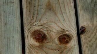 A 'Wooden' Alien