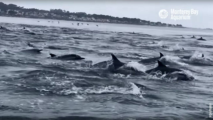 Watch: Hundreds of Dolphins Race in Monterey Bay