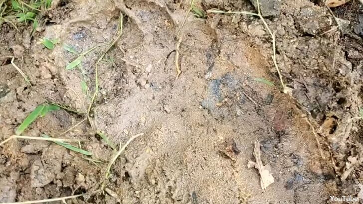 Bigfoot Prints Found in North Carolina?