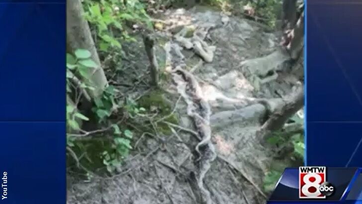 Video: Giant Snake Skin Confirms 'Wessie is Real'