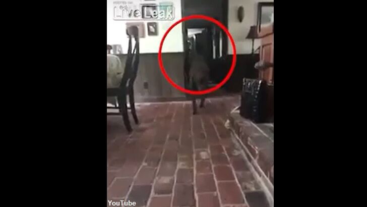 Video: Dog Sitter Films Eerie Figure