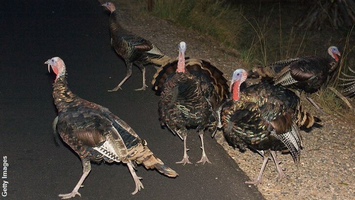 New Jersey Town Tormented by 'Gangster Turkeys'