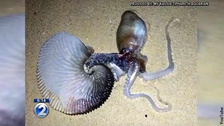 'Alien' Sea Creature Found in Hawaii