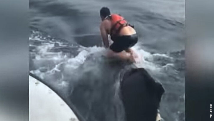 Watch: Fisherman Jumps Into Ocean to Free Entangled Whale