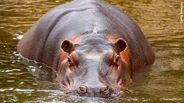 Colombia Has a Hippo Problem | Coast to Coast AM