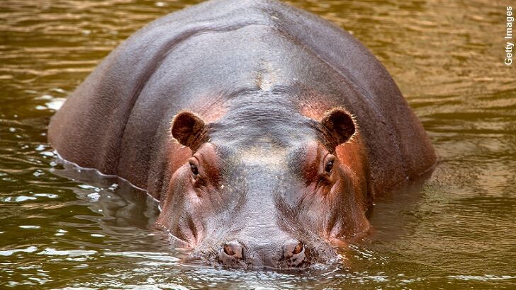 Colombia Has a Hippo Problem