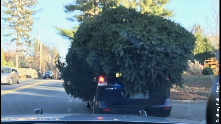 Cops Stop Van Covered by Giant Christmas Tree