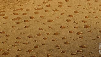 Newly Discovered Fairy Circles May Solve Mystery