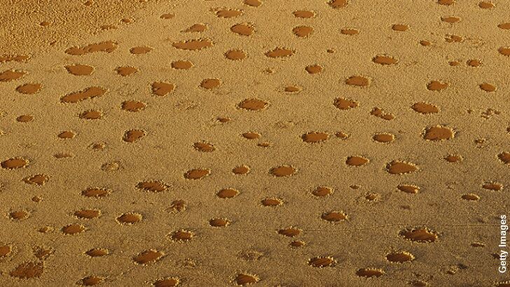 Newly Discovered Fairy Circles May Solve Mystery