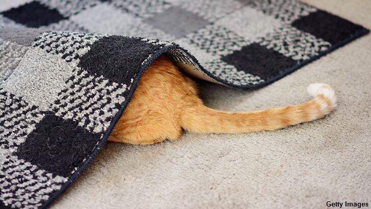 Serial Cat Killer on the Prowl in Washington State