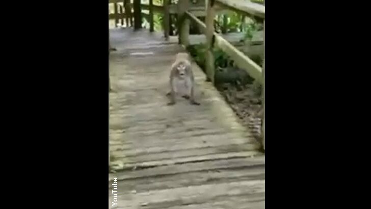 Wild Monkeys Target Florida Family