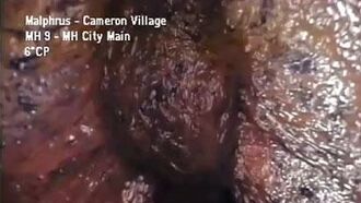 'Alien' Sewer Creature is Worm Colony