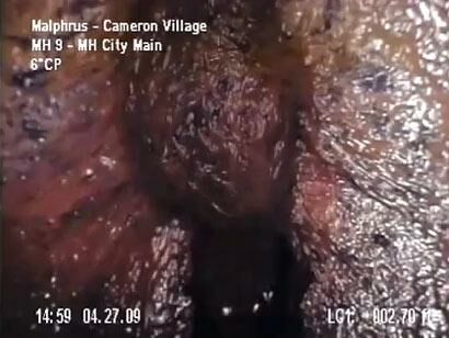 'Alien' Sewer Creature is Worm Colony