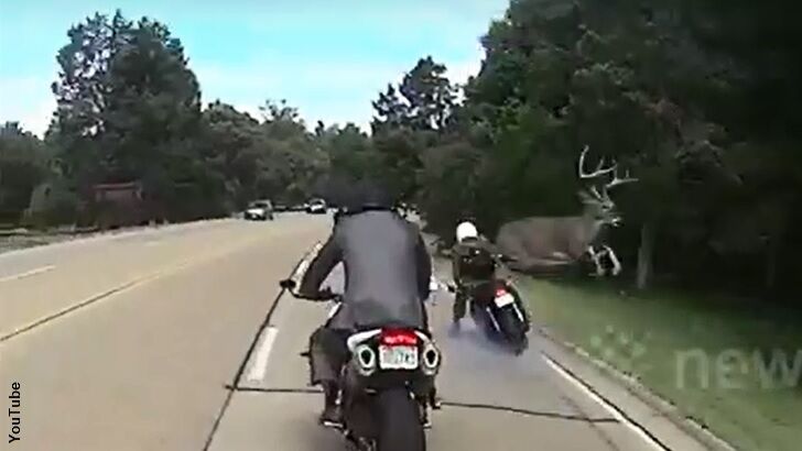 Watch: Leaping Deer Downs Biker