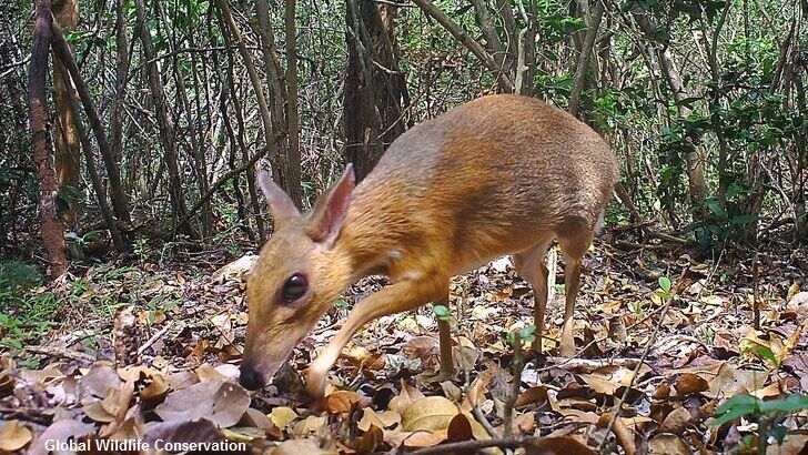 Video: 'Lost' Mouse-Deer Species Rediscovered After Nearly 30 Years