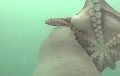 Undersea Showdown