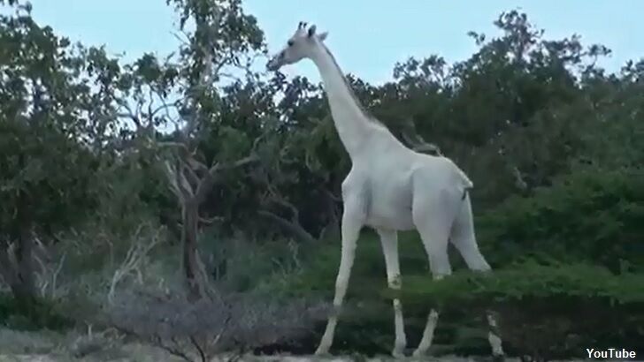 Rare White Giraffes Caught on Film
