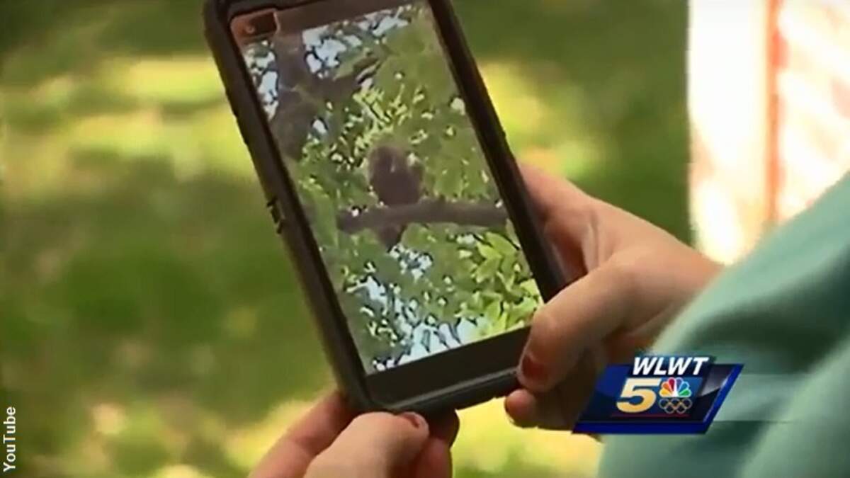 Mystery Monkeys Spotted in Ohio Coast to Coast AM