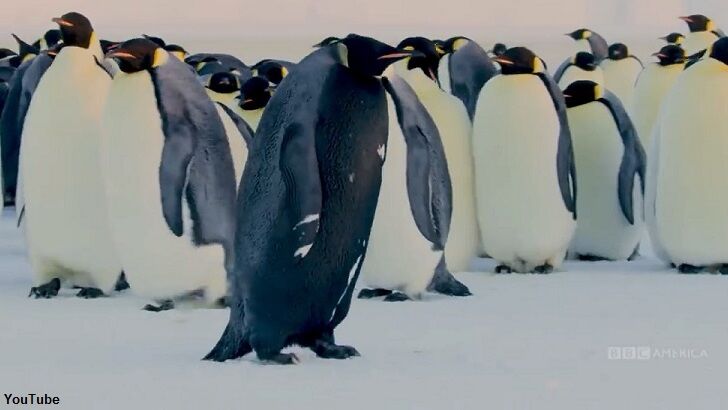 Watch: Incredibly Rare All-Black Penguin Caught on Film