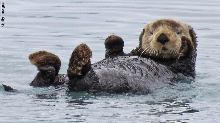 Scientists Struggle to Explain Alaskan Sea Otter Die Off | Coast to ...