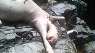 Strange Creature in Panama