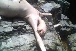 Strange Creature in Panama