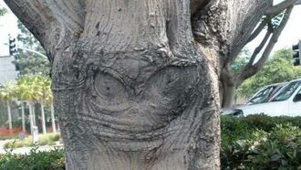 Tree Face