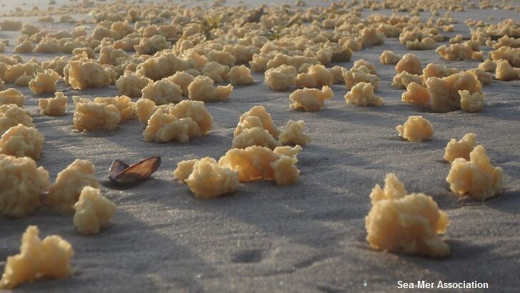 Thousands of Bizarre Yellow Blobs Appear Along Beaches in France