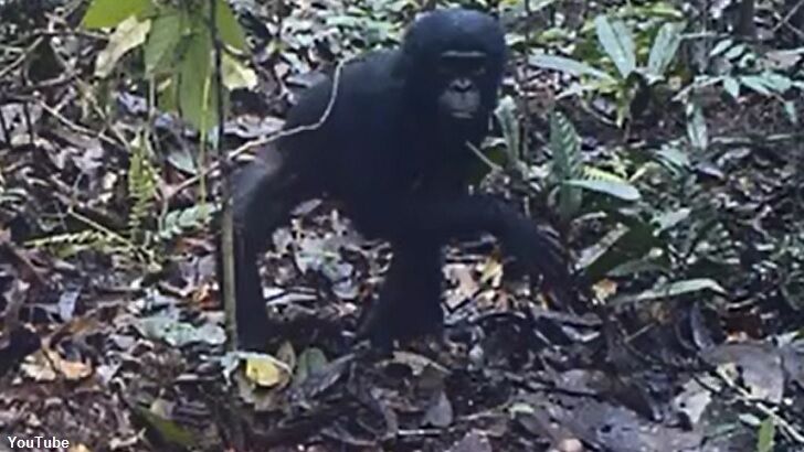 Watch: Study Captures Wild Great Apes Reacting to Camera Traps