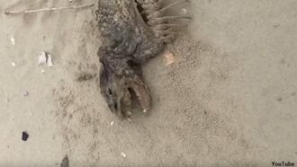 Video: Bizarre Mystery Creature Washes Ashore in South Carolina