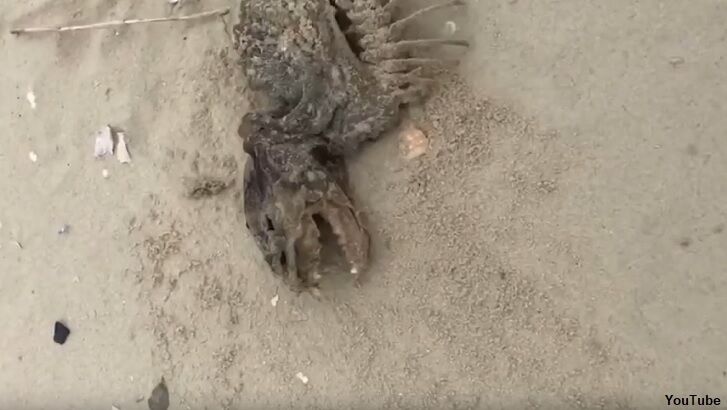 Video: Bizarre Mystery Creature Washes Ashore in South Carolina