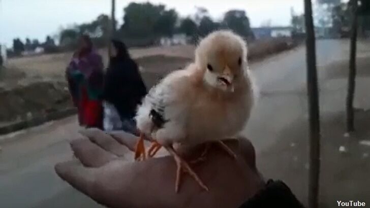 Video: Four-Legged Chicken in India Finds 'Fame'