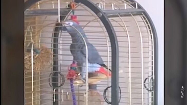 Parrot Fuels Fire Alarm Furor