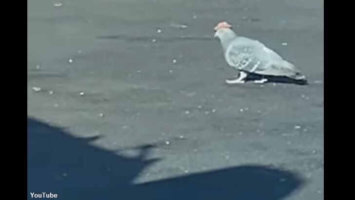 Watch: Pigeons in Las Vegas Spotted Wearing Tiny Cowboy Hats