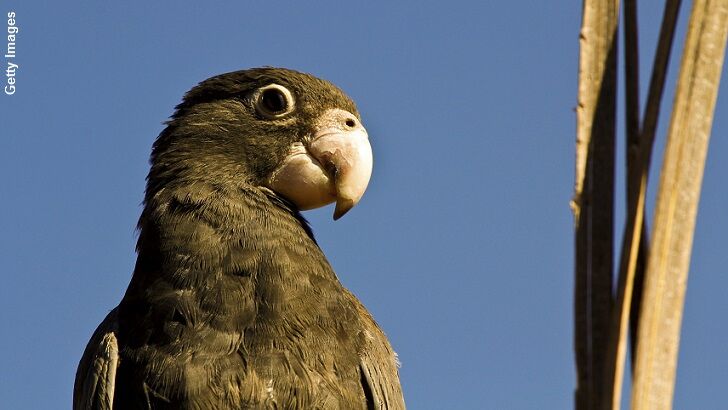 Study Observes Parrots Using Tools