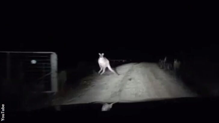 Watch: Surprised Kangaroo Charges Car in Australia