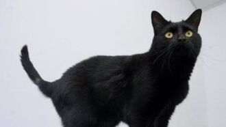 Oscar the Bionic Cat