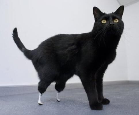 Oscar the Bionic Cat