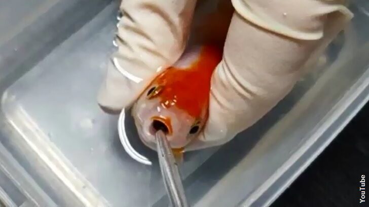Owner Pays $500 to Save Pet Goldfish
