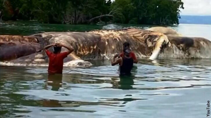 Video: Revolting Blob Washes Ashore in Indonesia