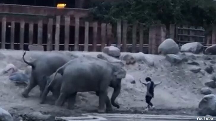 Watch: Elephants at Zoo Chase Man Who Broke Into Their Enclosure