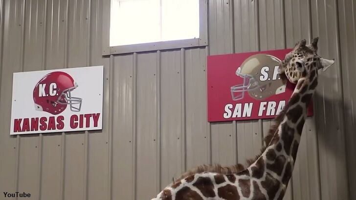 Animal Kingdom Predicts the Super Bowl