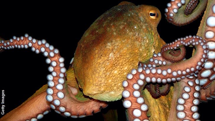Study Suggests Octopuses Have Alien Origin